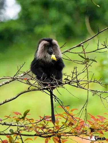 Lion-tailed macaque at Valparai | Tamil Nadu | India