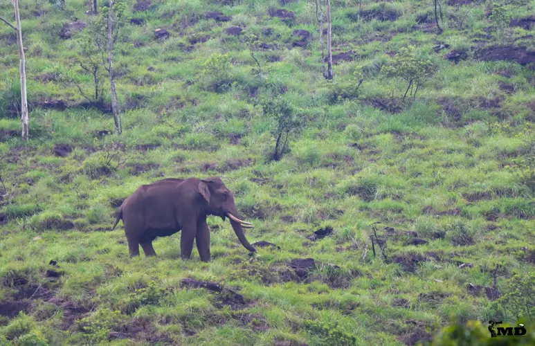 Elephant at Valparai | Tamil Nadu | India
