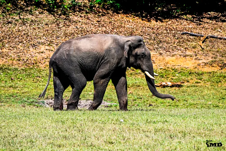 Elephant at Periyar Wildlife Sanctuary | Kerala | India