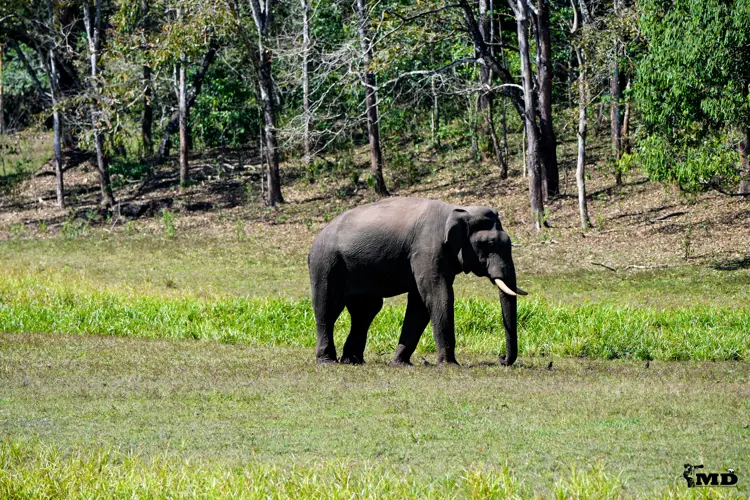 Elephant at Periyar Wildlife Sanctuary | Kerala | India