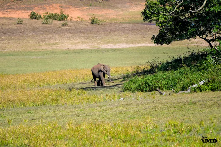 Elephant at Periyar Wildlife Sanctuary | Kerala | India