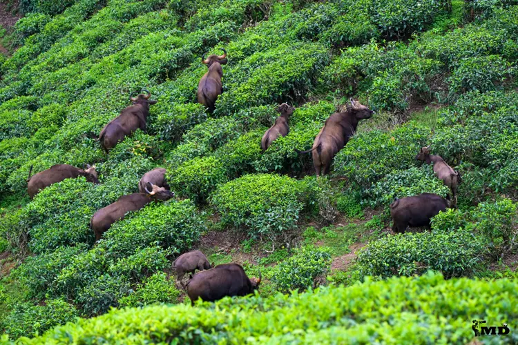 A group of Indian wild gaurs at Valparai | Tamil Nadu | India