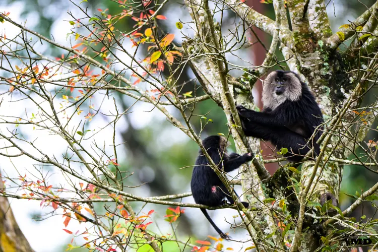 Lion-tailed macaque at Valparai | Tamil Nadu | India