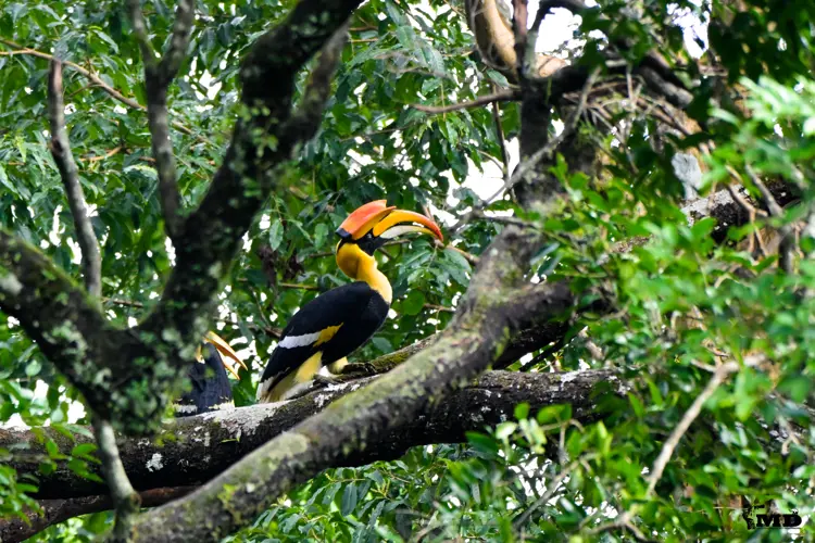 Great Indian Hornbill at Vazhachal Forest | Kerala | India