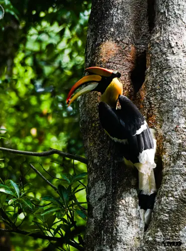 Great Indian Hornbill at Nelliapathi