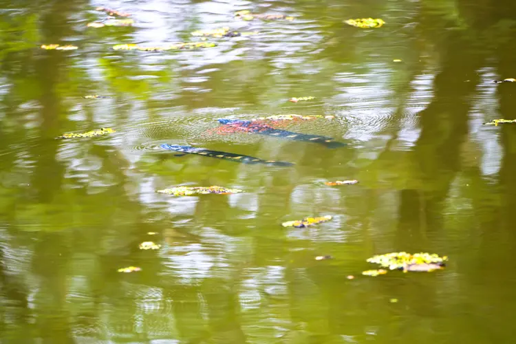 Malabar snakehead  fish with fingerlings  at Thattekad Bird Sanctuary | Keral | India
