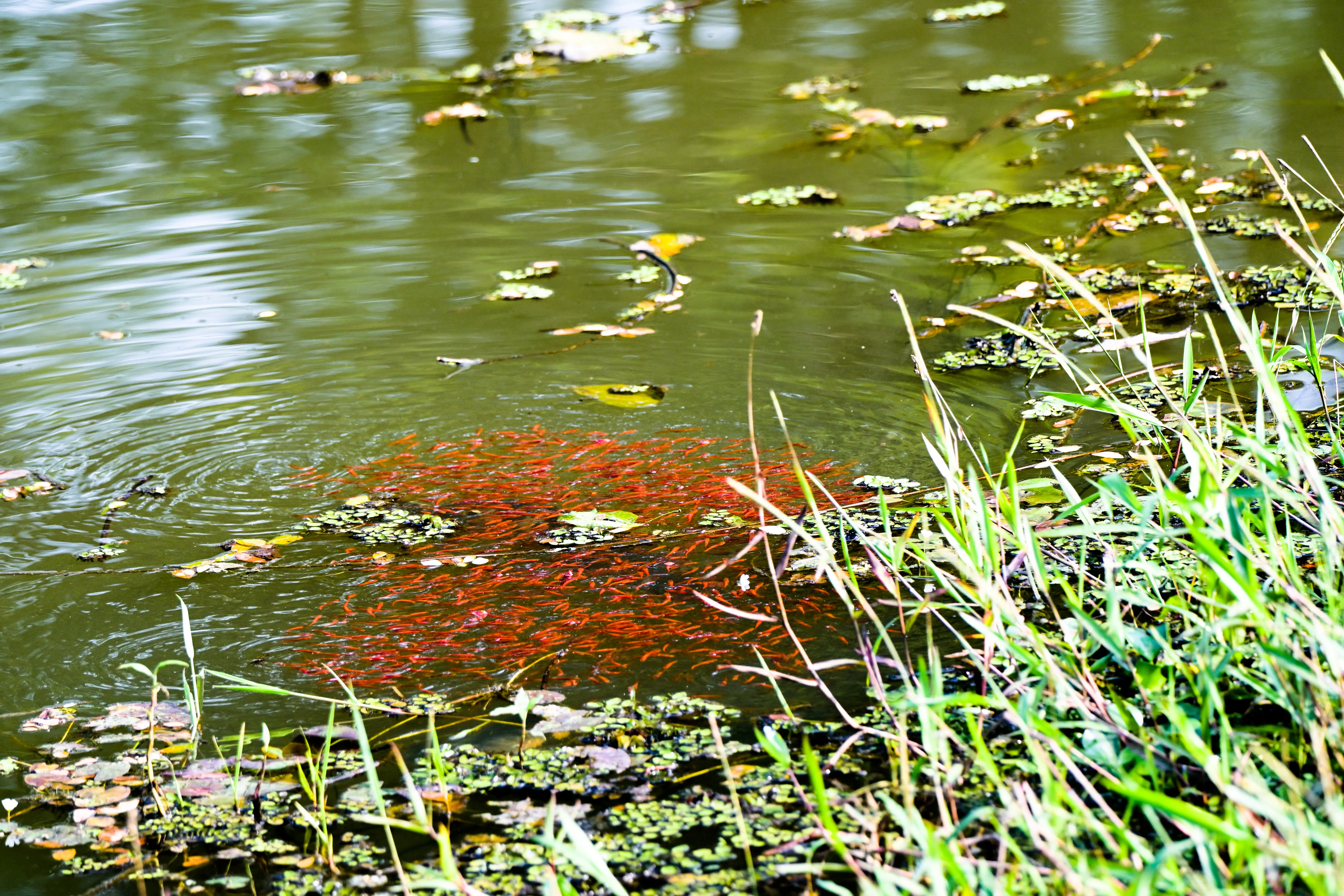 Malabar snakehead  fish fingerlings 