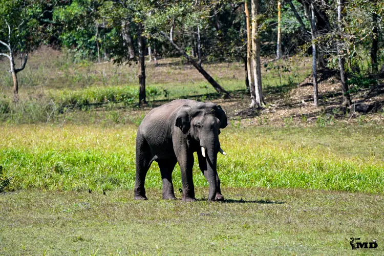 Elephant at Periyar Wildlife Sanctuary | Kerala | India