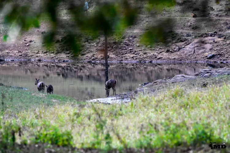 Spotted deer at Muthanga wildlife sanctuary | Kerala | India