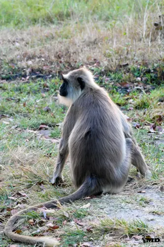  Gray langur at Bandipur National Park| karnataka| India