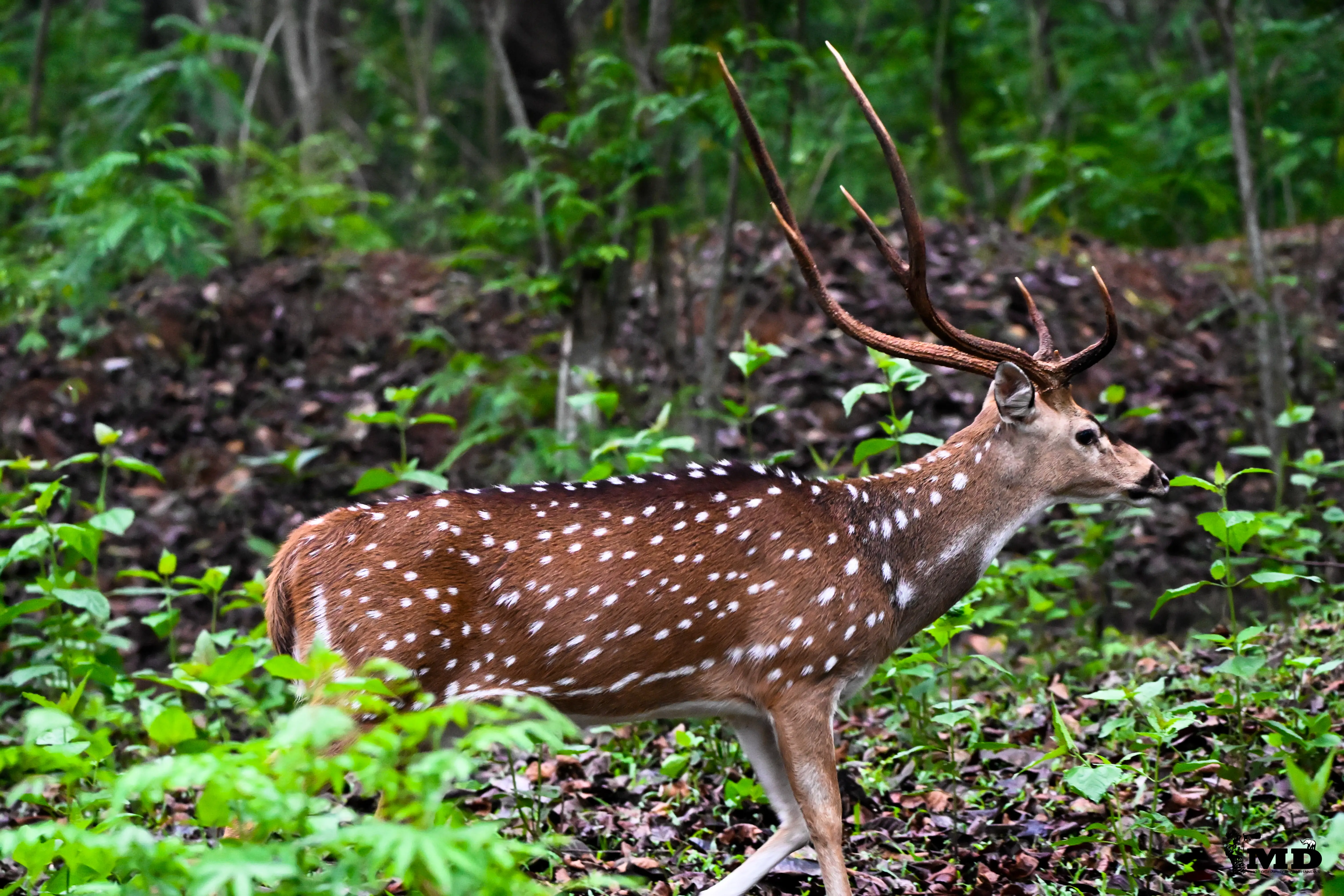 Spotted Deer