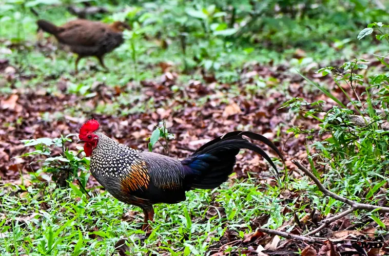 Junglefowl at Muthanga wildlife sanctuary