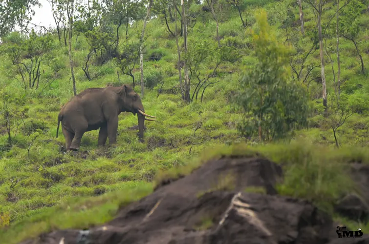Elephant at Valparai | Tamil Nadu | India