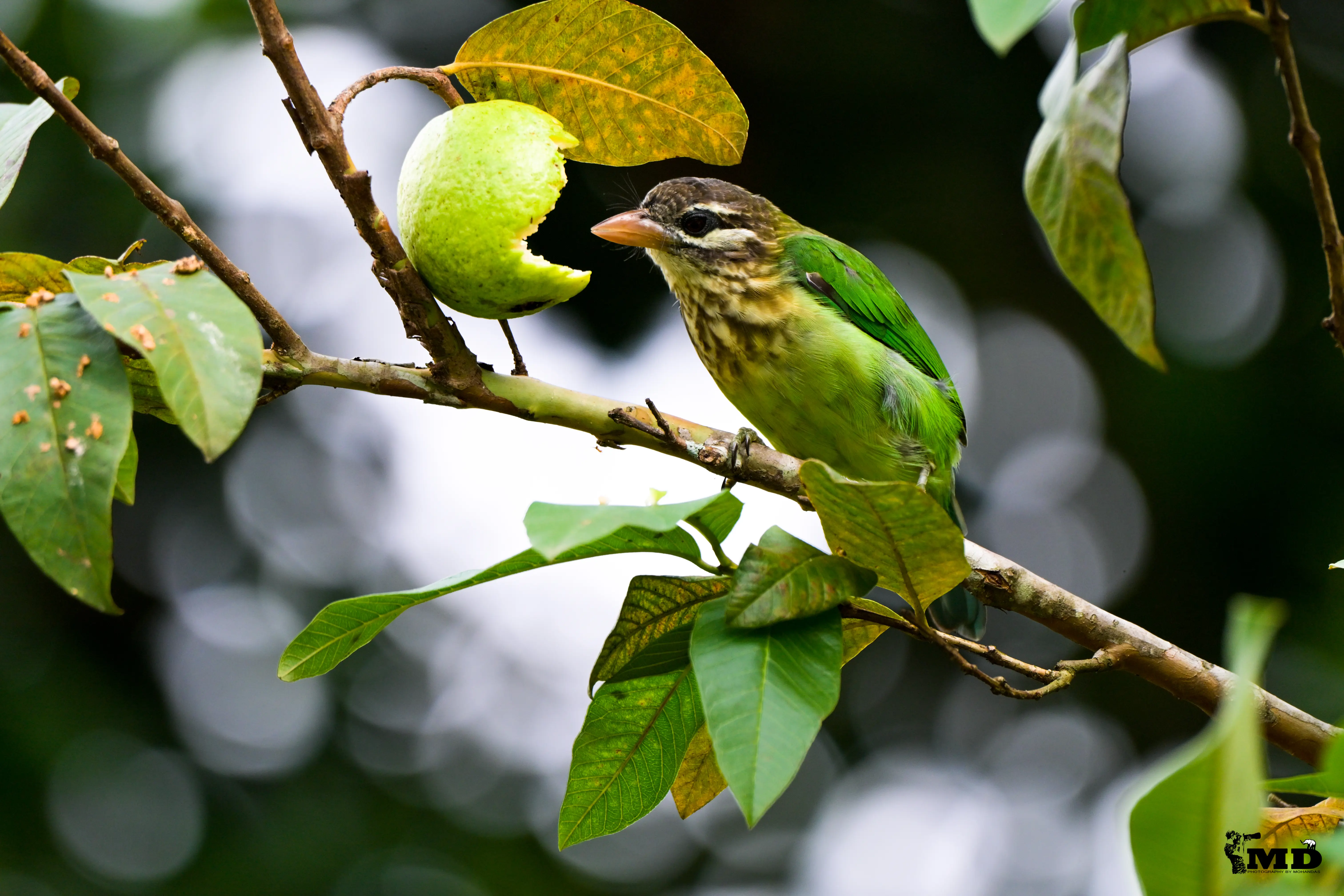 White Cheeked Barbet