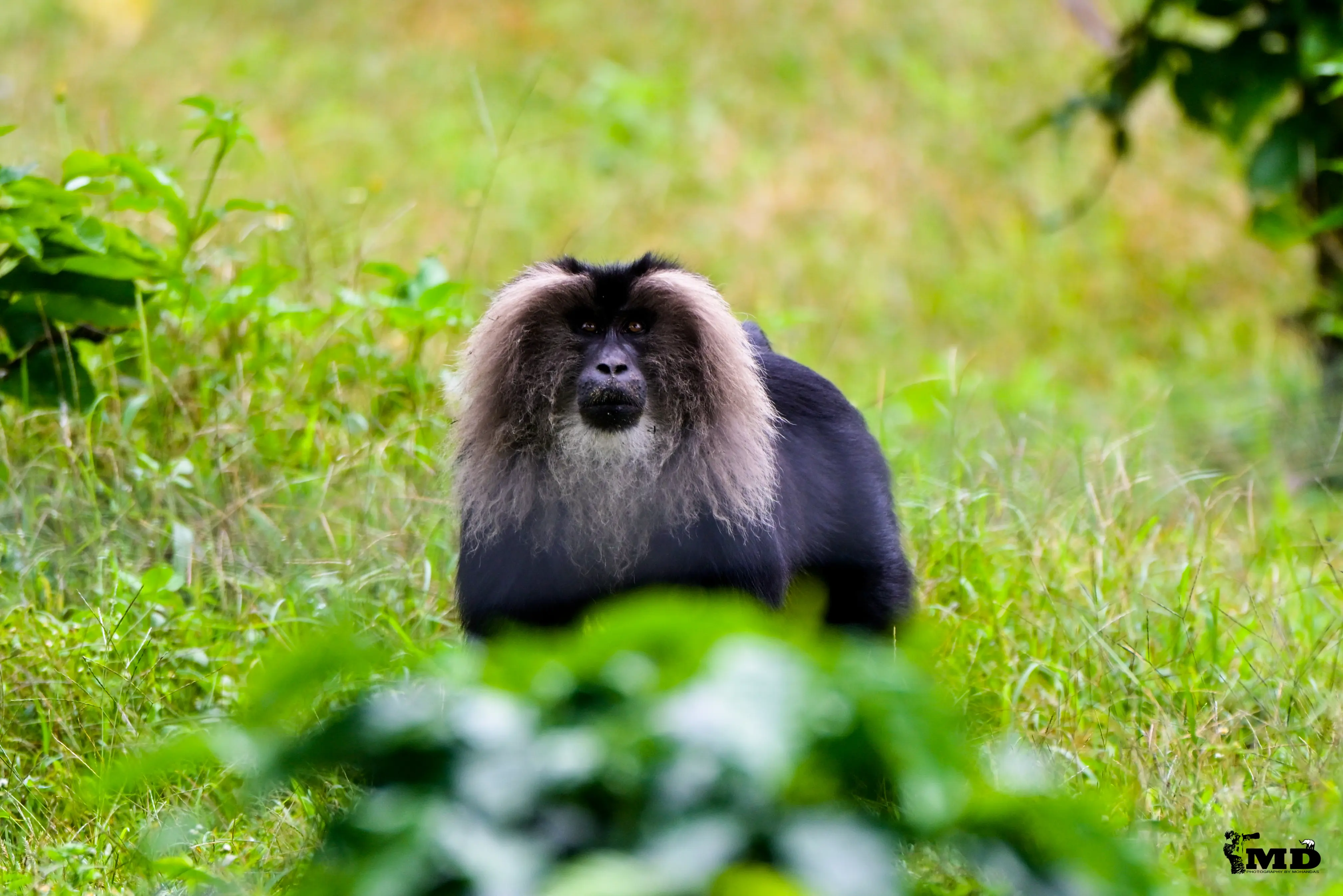 Lion-tailed macaque