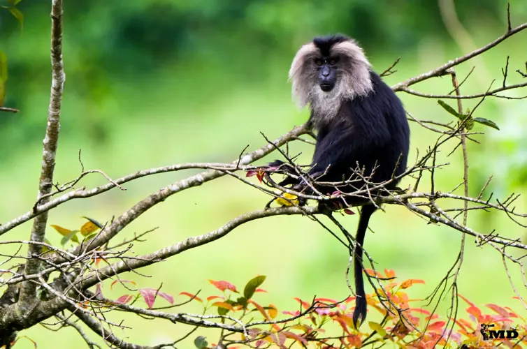 Lion-tailed macaque at Valparai | Tamil Nadu | India