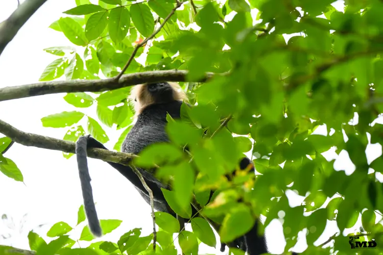 Nilgiri langur  at Vazhachal Forest | Kerala | India