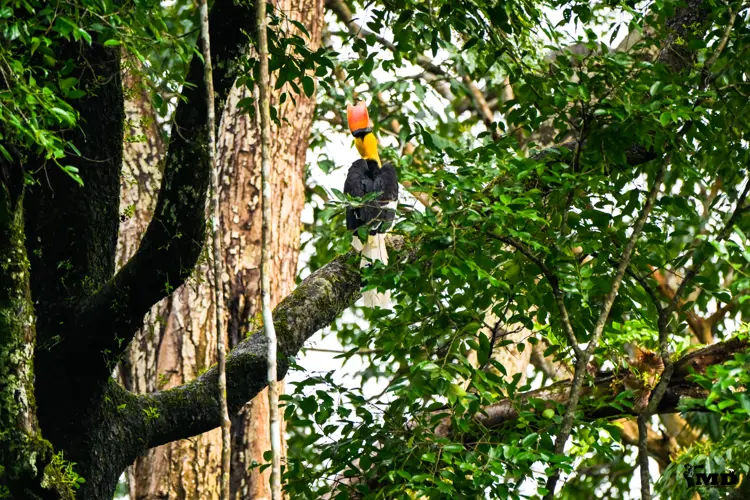 Great Indian Hornbill at Vazhachal Forest| Kerala | India