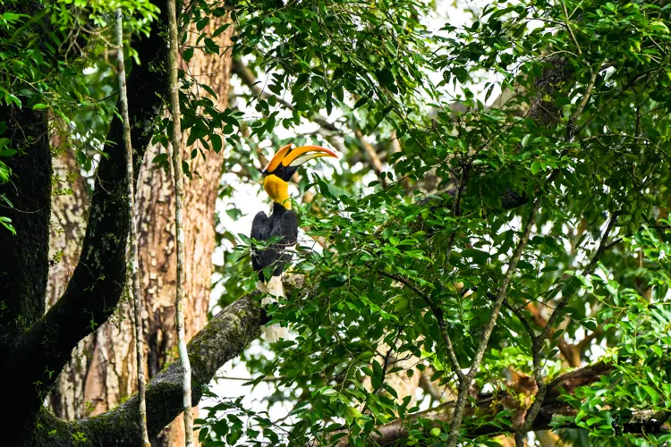 Great Indian Hornbill at Vazhachal Forest | Kerala | India