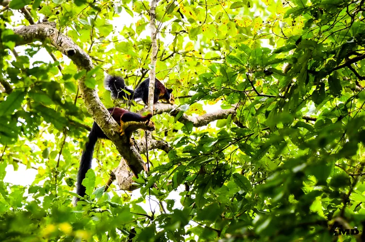 Indian giant squirrel at Parambikulam Tiger Reserve | Kerala | India