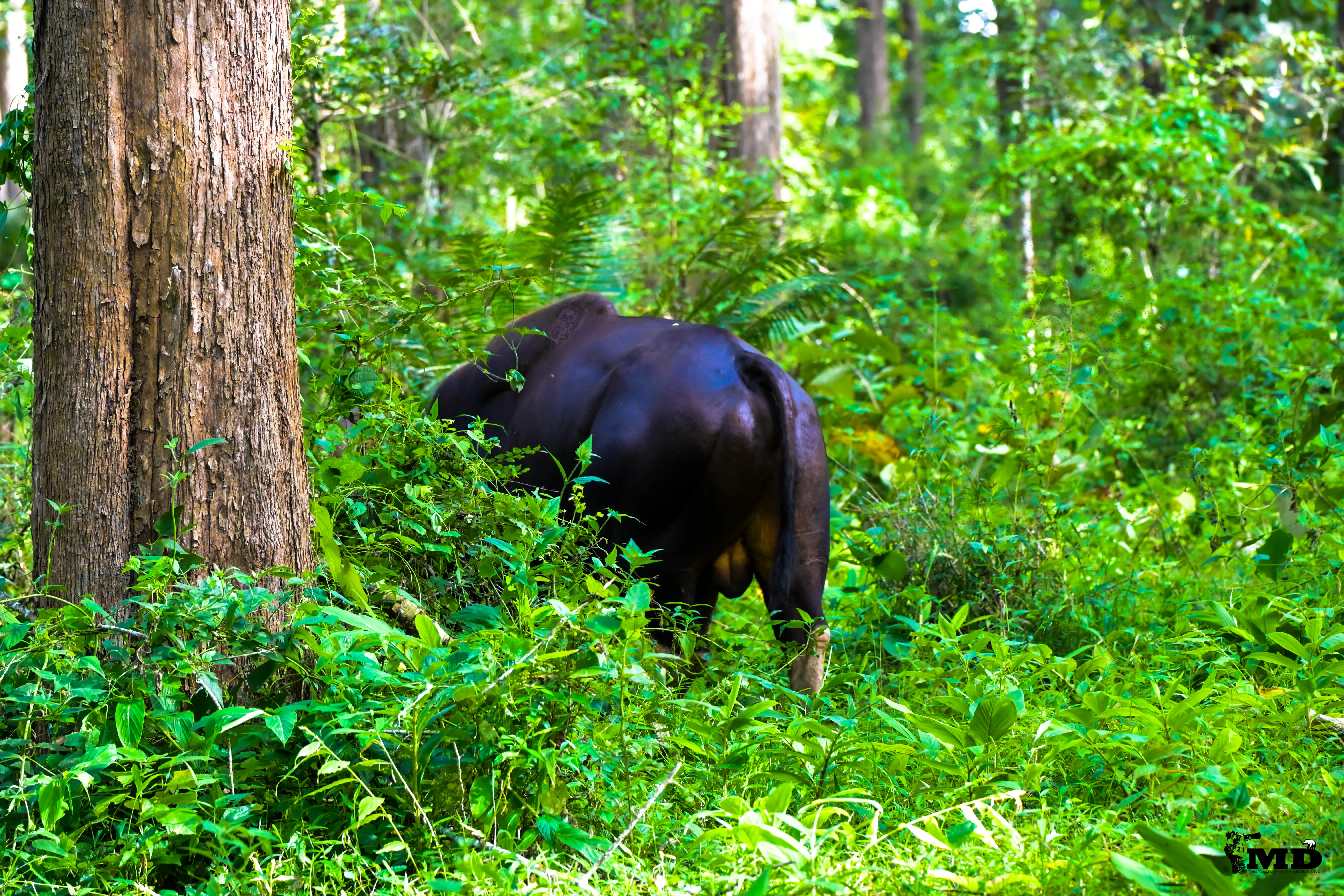 Indian Wild Gaur 