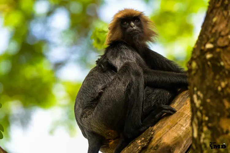 Nilgiri langur  at Parambikulam Tiger Reserve | Kerala | India