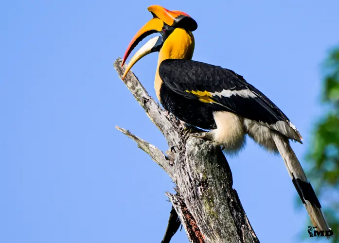 Great Indian Hornbill at Nelliapathi