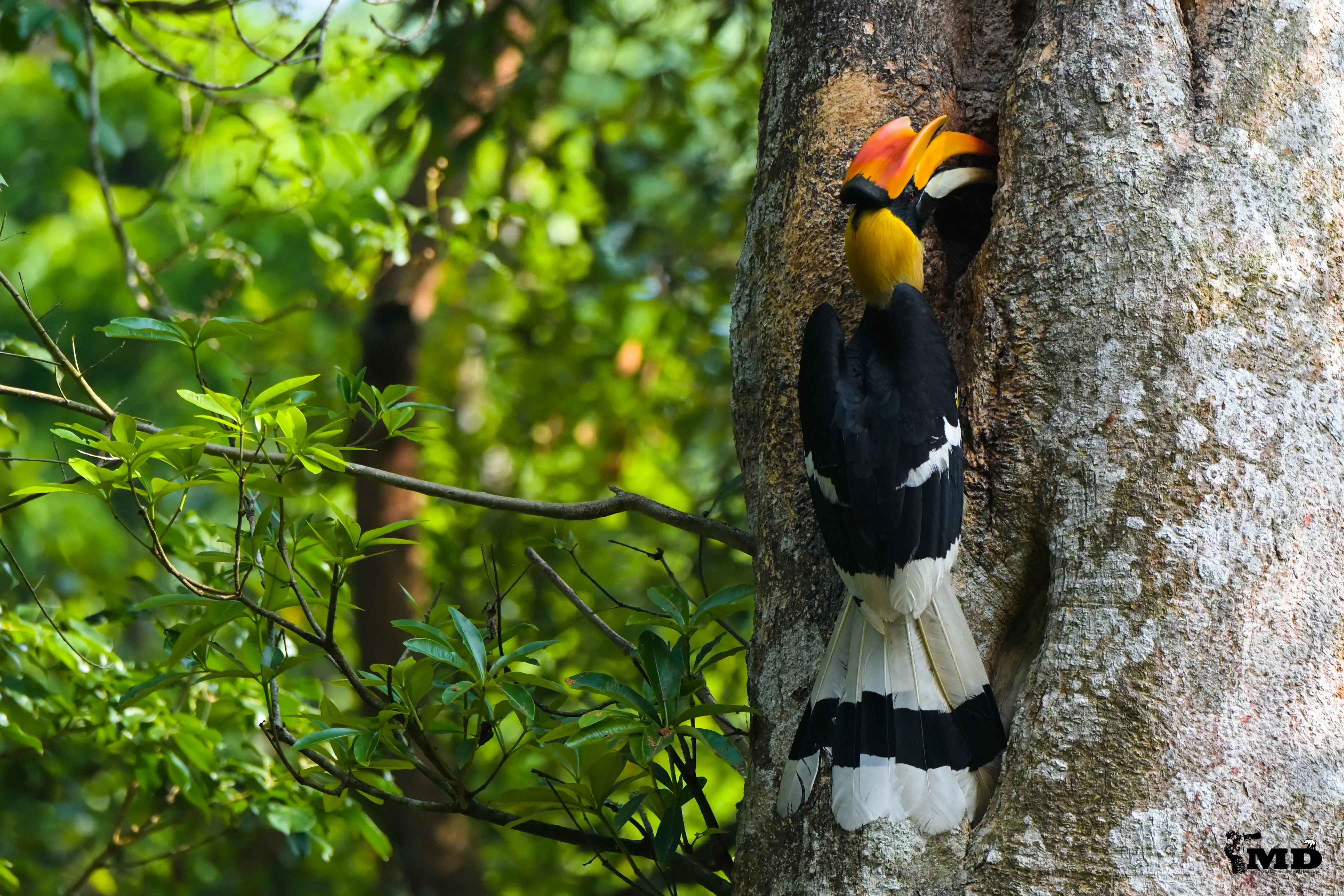 Great Indian Hornbill